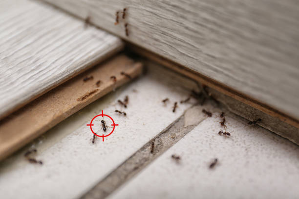 Best Emergency Pest Control  in Desert Edge, CA