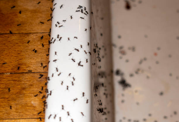 Best Termite Control Services  in Desert Edge, CA