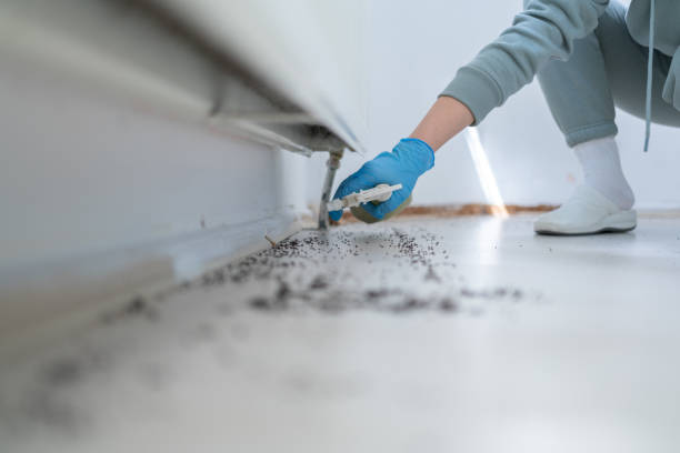 Best Rat Extermination Near Me  in Desert Edge, CA